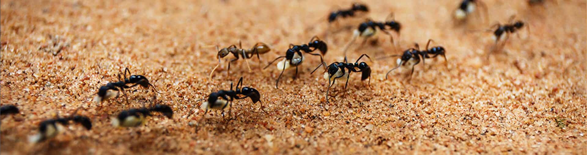 Ant Exterminator Company