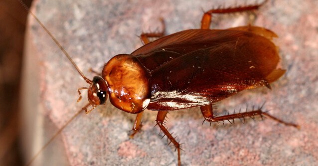 Cockroach Exterminator