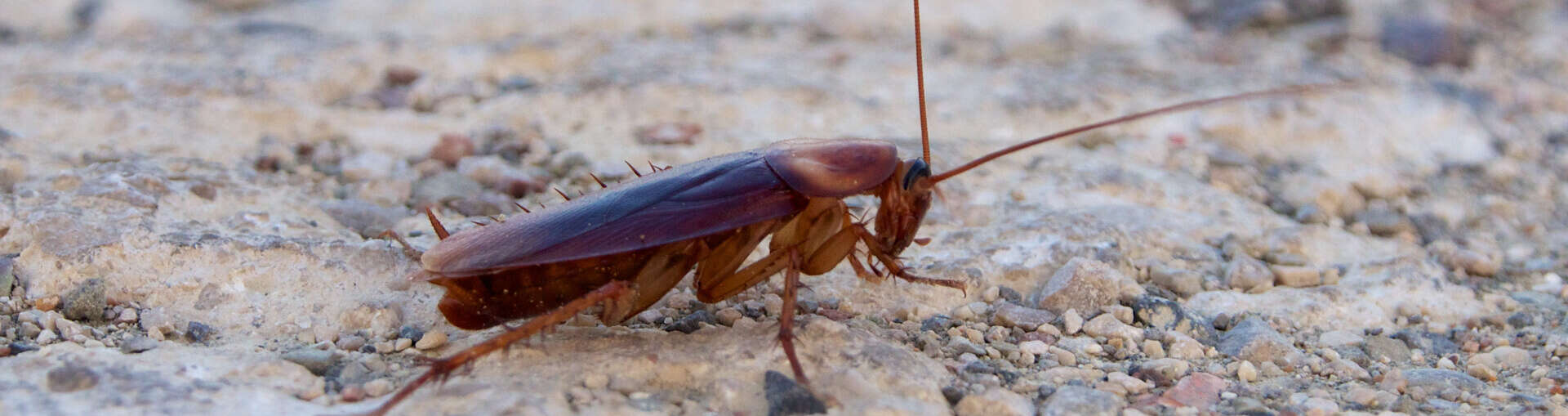 Rochester Roach Exterminator